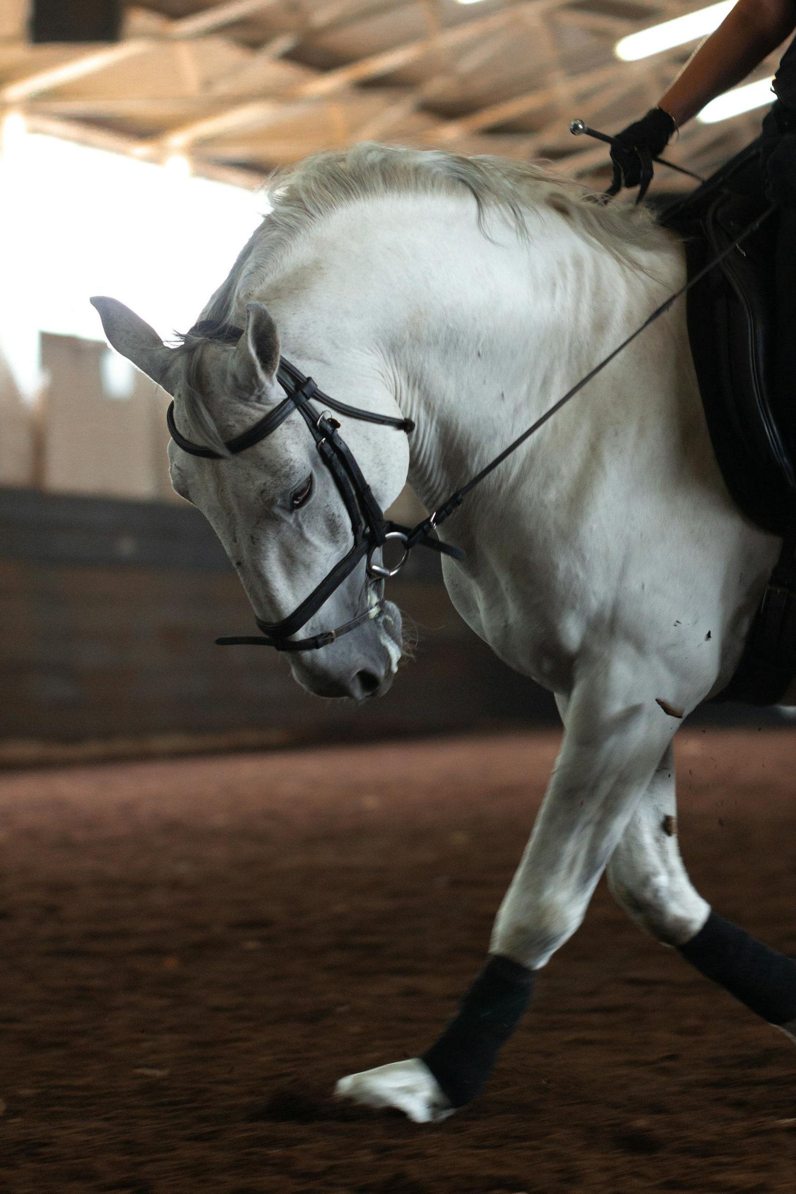 A beautiful white horse in a training session indoors, showcasing elegance and control.