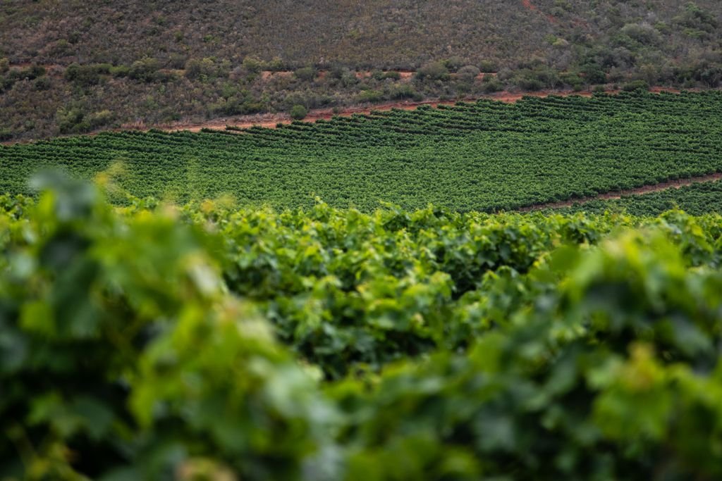 Expansive green vineyard in summer with rows of grapevines under soft morning light.