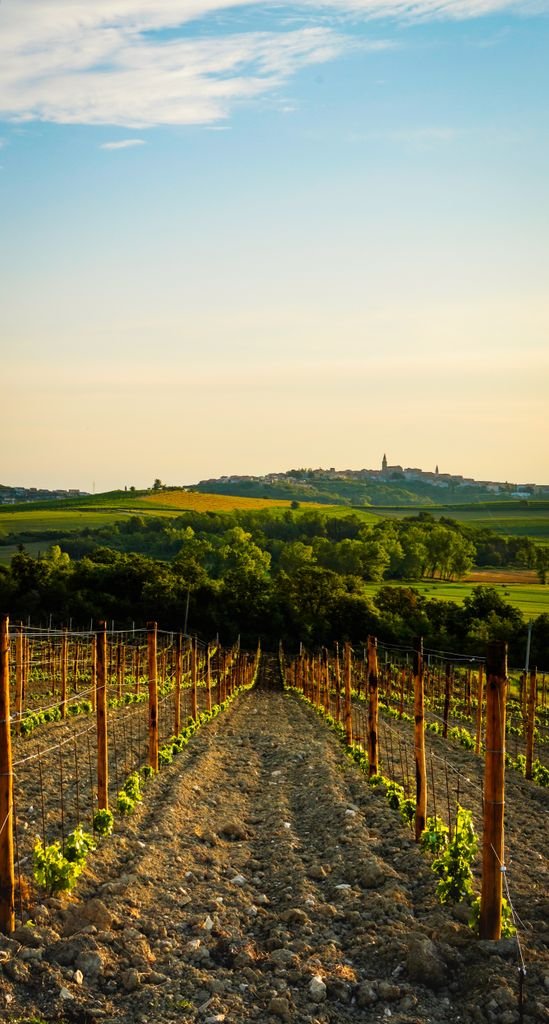Scenic view of a vineyard during sunset in Novigrad, Croatia, capturing the serene countryside.