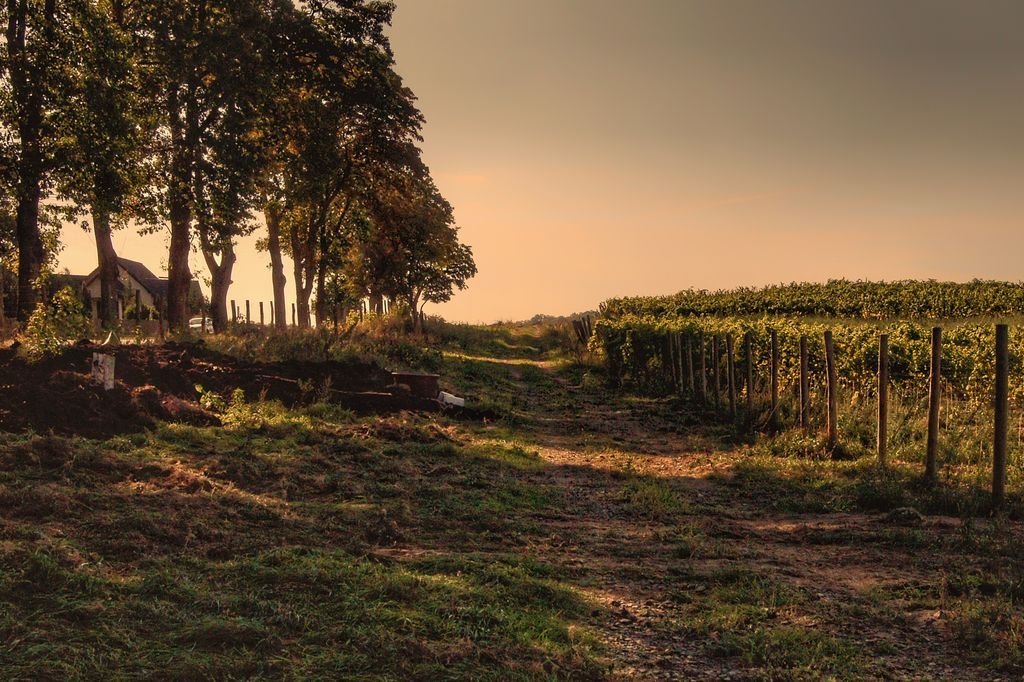 Tranquil rural landscape with a tree-lined pathway and vineyard at sunset.