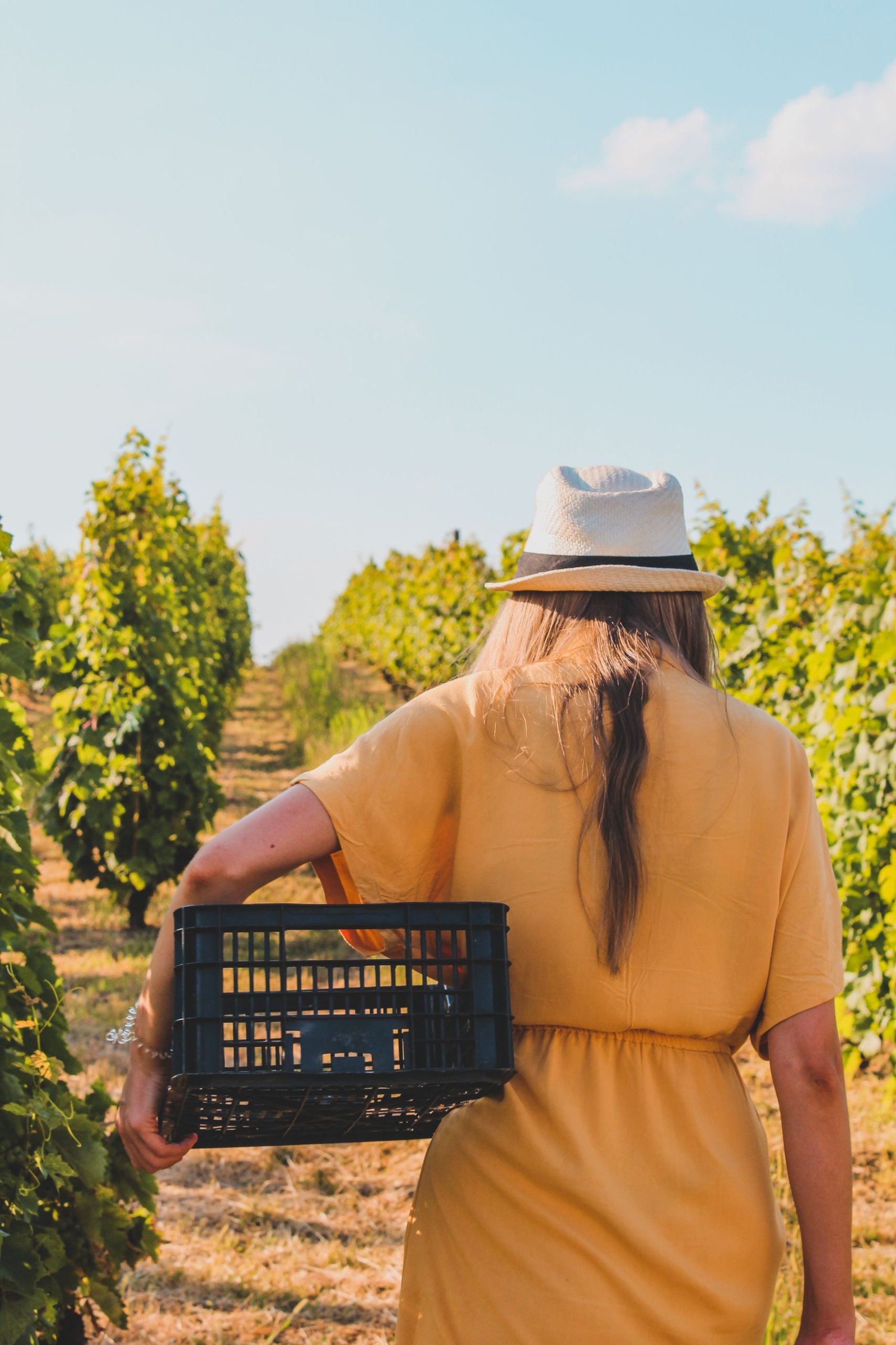 Woman in a vineyard carrying a basket during summer, showcasing rural life.